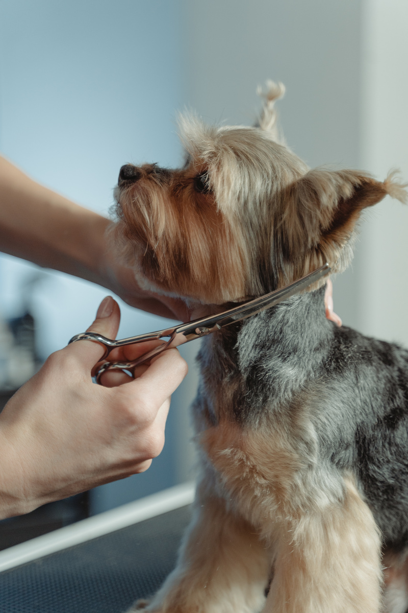 Groomer Grooming a Brown and Black Yorkshire Terrier