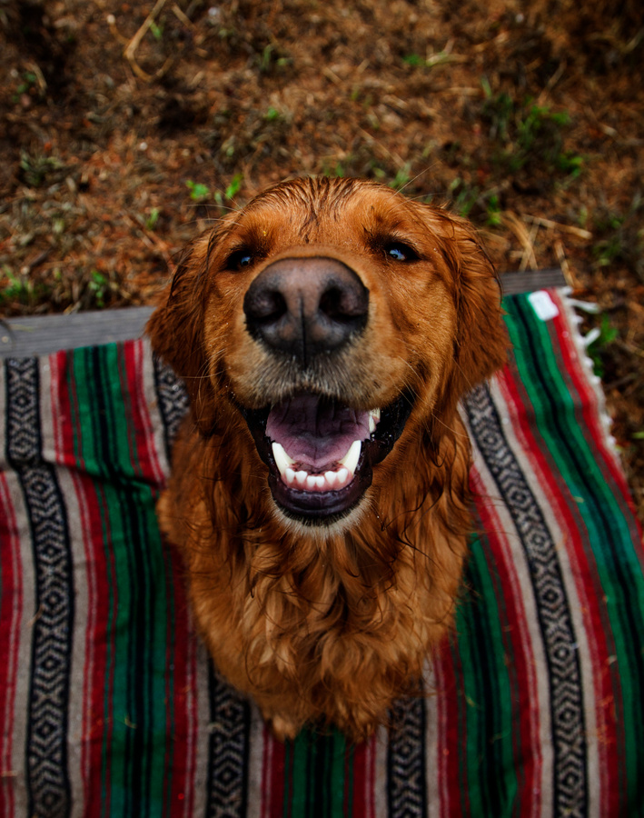 Adult Dark Golden Retriever Sits on Multicolored Striped Mat