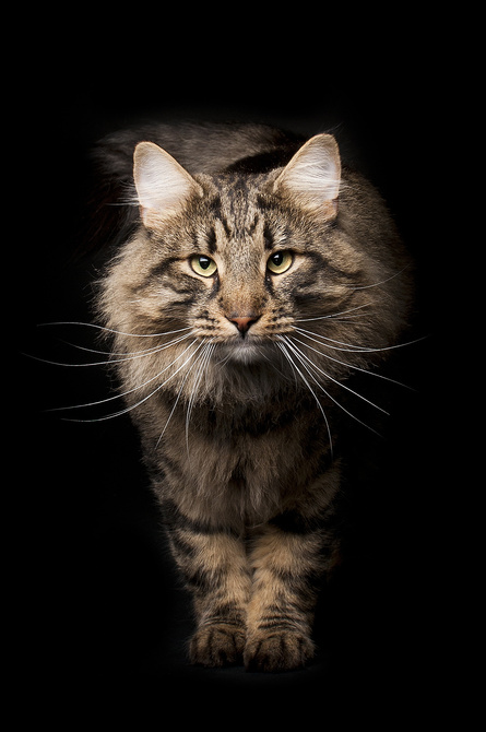 Beautiful Long-Haired Cat